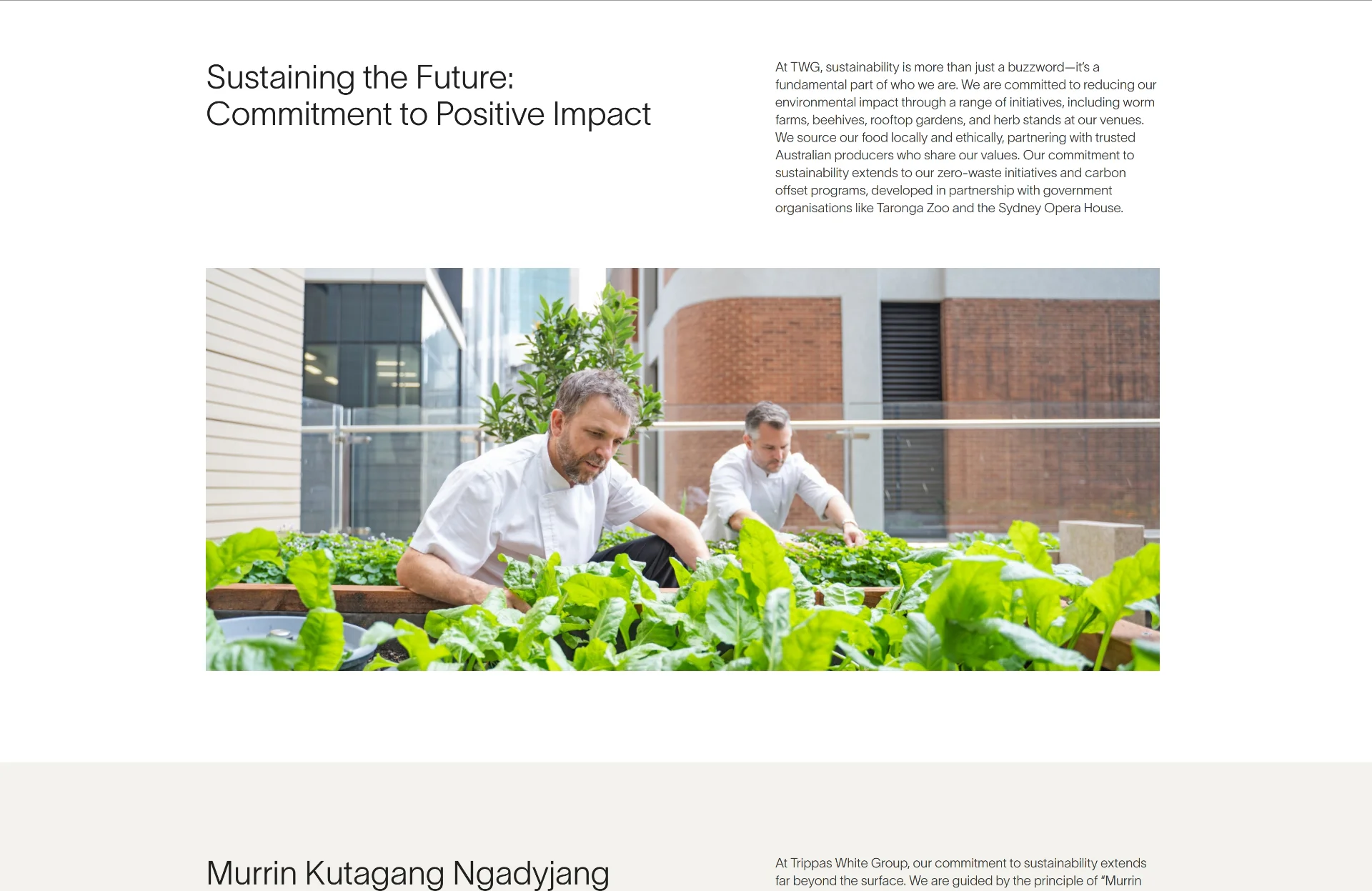 Trippas web design